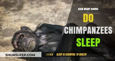 Chimpanzee Sleep Patterns: Uncovering Their Daily Resting Hours