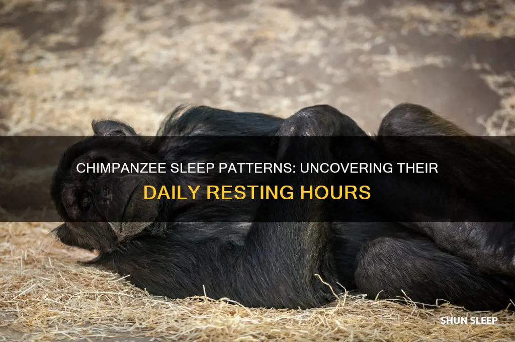 how many hours do chimpanzees sleep