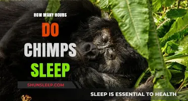 Unveiling Chimpanzee Sleep Patterns: Daily Rest Hours Explained
