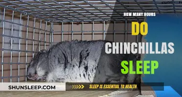 Chinchilla Sleep Patterns: Understanding Their Daily Rest Habits