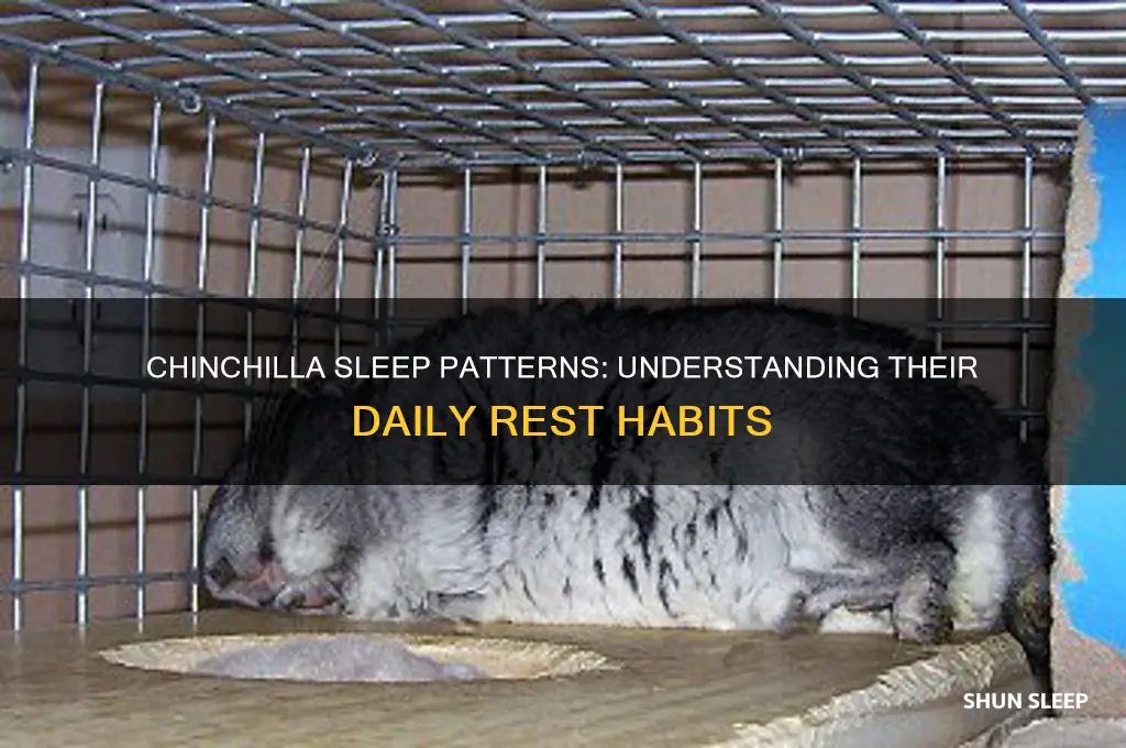 how many hours do chinchillas sleep