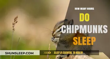 Chipmunk Sleep Patterns: Uncovering Their Daily Resting Hours