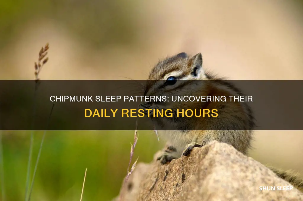 how many hours do chipmunks sleep