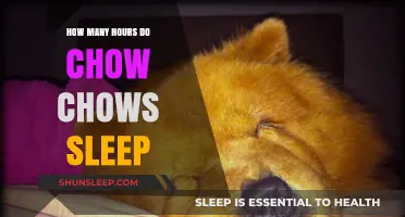 Chow Chows' Sleep Patterns: Understanding Their Daily Rest Habits