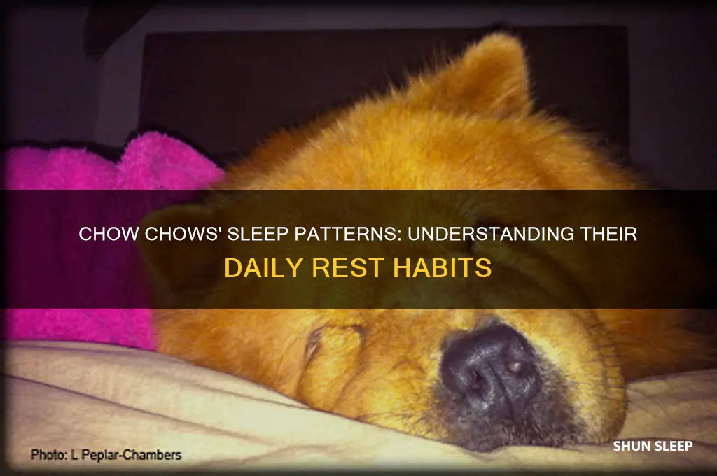 how many hours do chow chows sleep