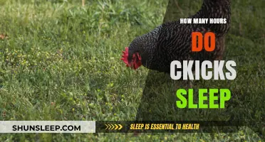 Understanding Chick Sleep Patterns: How Many Hours Do They Rest?