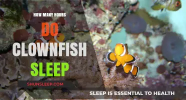Unveiling the Sleep Patterns of Clownfish: How Many Hours Do They Rest?
