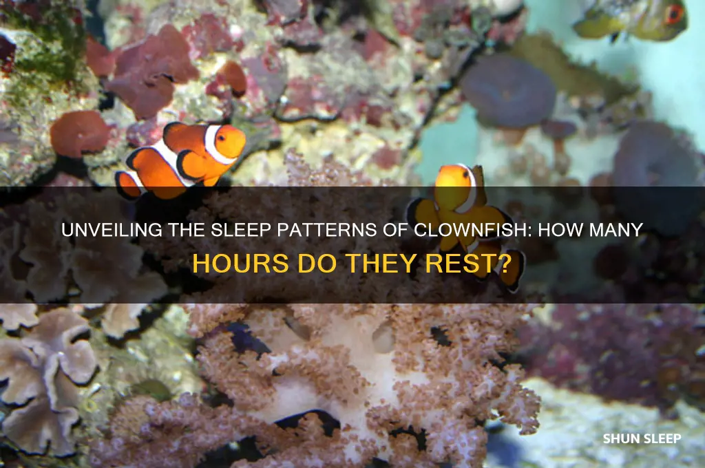 how many hours do clownfish sleep