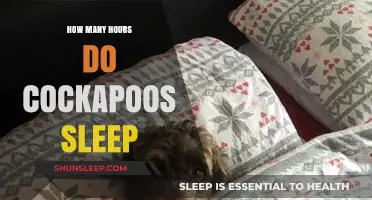 Understanding Cockapoo Sleep Patterns: How Many Hours Do They Need?