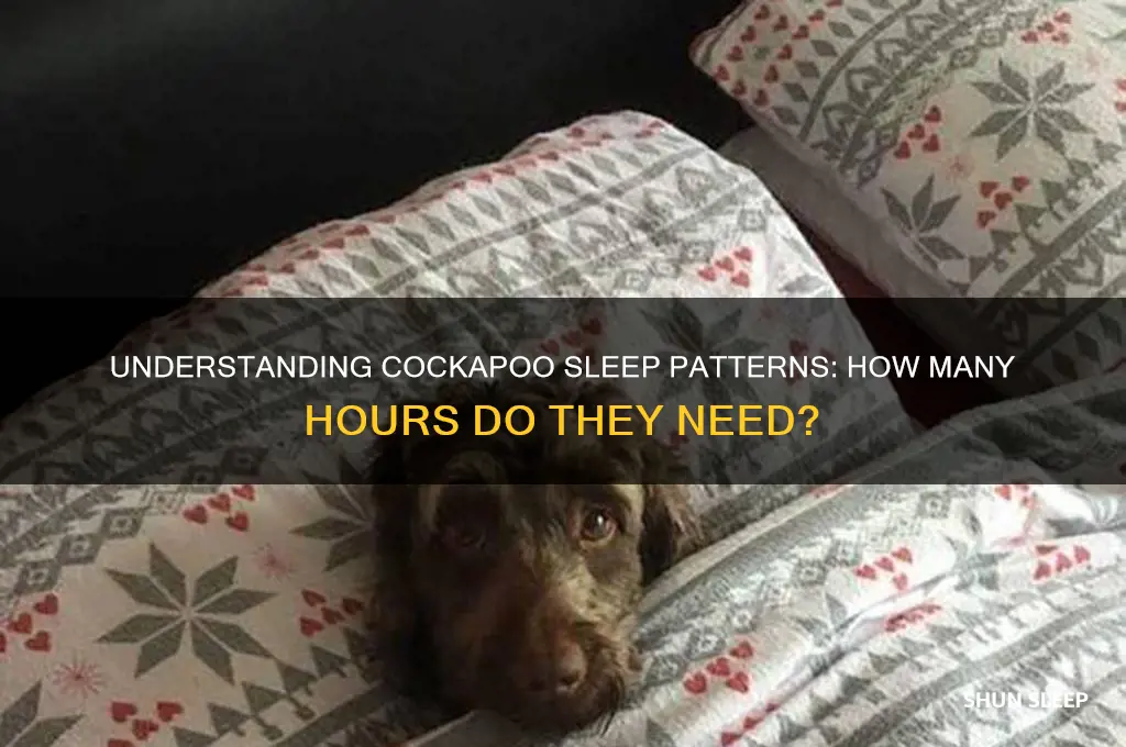 how many hours do cockapoos sleep