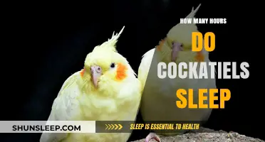 Understanding Cockatiel Sleep Patterns: How Many Hours Do They Need?