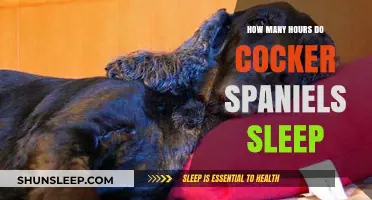 Cocker Spaniel Sleep Patterns: Understanding Their Daily Rest Needs