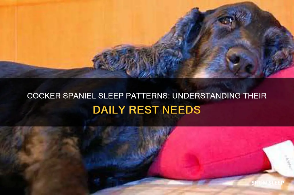 how many hours do cocker spaniels sleep