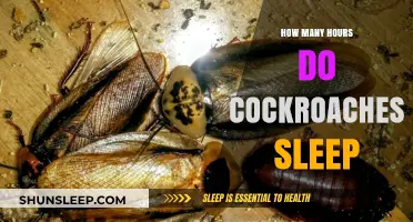 Unveiling the Sleep Patterns of Cockroaches: How Long Do They Rest?