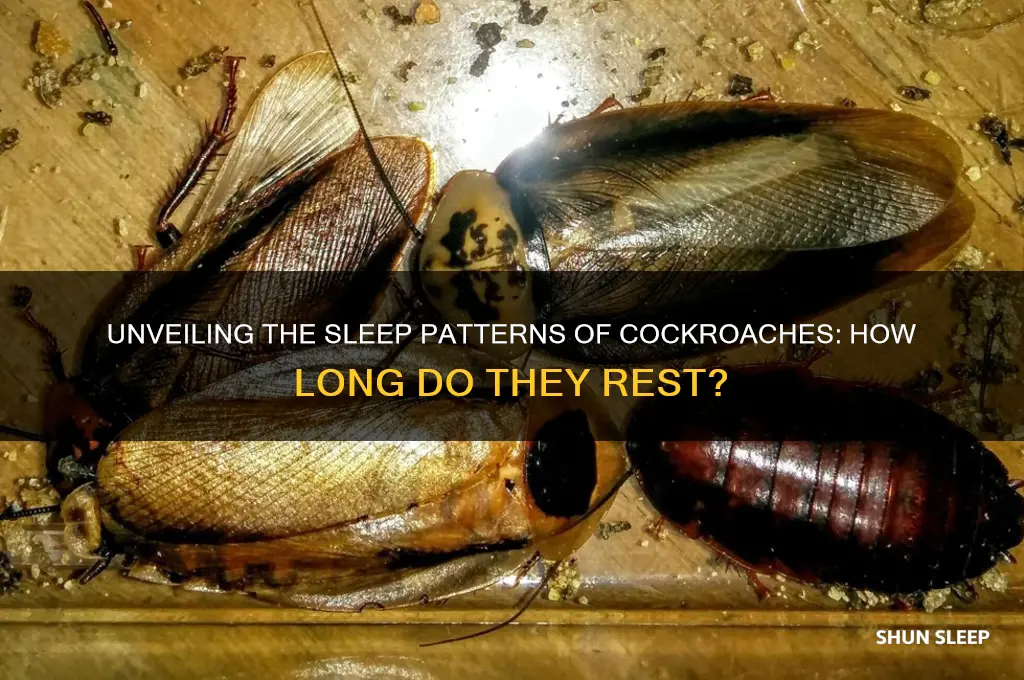 how many hours do cockroaches sleep
