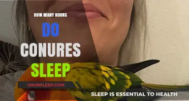 Conure Sleep Patterns: Understanding Their Daily Rest Requirements
