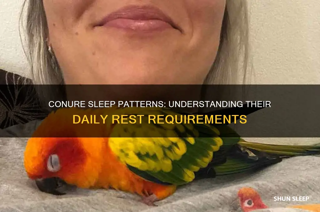 how many hours do conures sleep