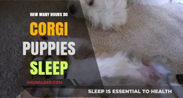 Corgi Puppies' Sleep Patterns: Understanding Their Resting Hours