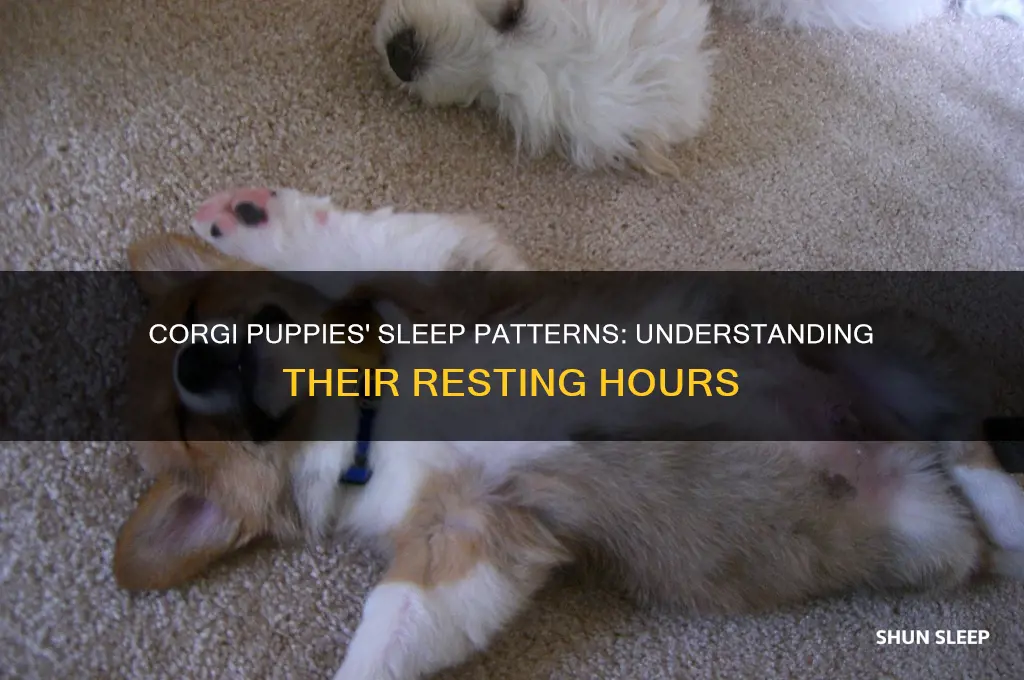 how many hours do corgi puppies sleep