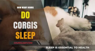 Corgi Sleep Patterns: Understanding Their Daily Resting Habits