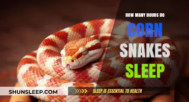 Understanding Corn Snake Sleep Patterns: Hours and Habits Explained