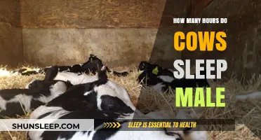 Male Cows' Sleep Patterns: Understanding Their Daily Rest Hours