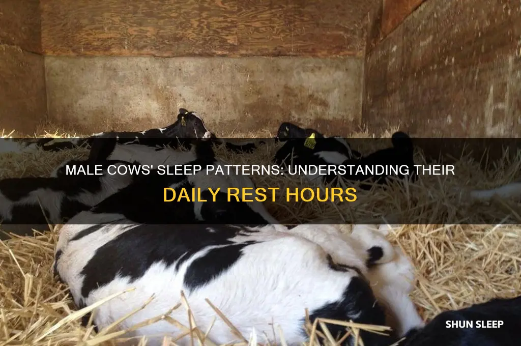 how many hours do cows sleep male