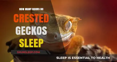 Crested Gecko Sleep Patterns: Understanding Their Daily Resting Habits