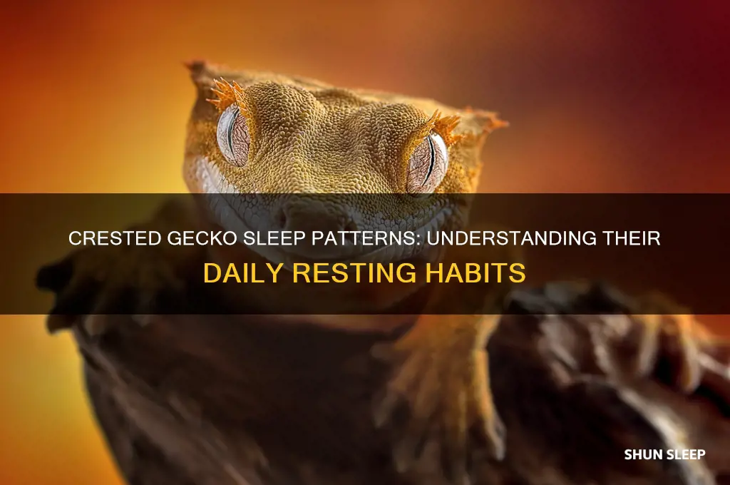how many hours do crested geckos sleep