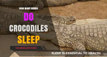 Crocodile Sleep Patterns: Unveiling Their Resting Hours and Habits