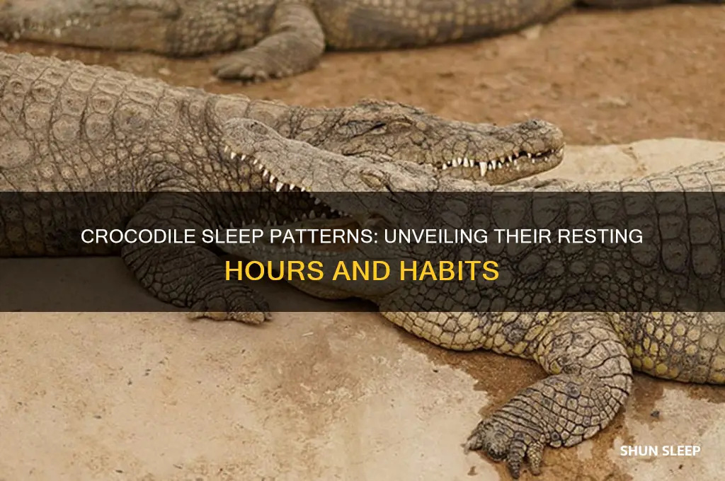 how many hours do crocodiles sleep