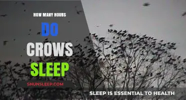 Unveiling the Sleep Patterns of Crows: How Many Hours Do They Rest?