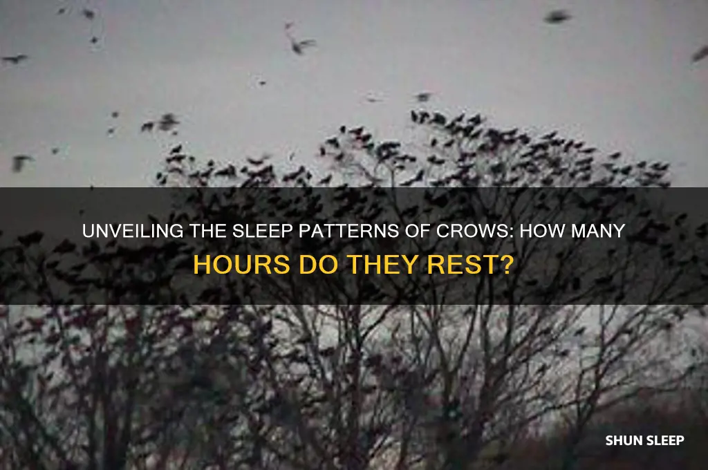 how many hours do crows sleep