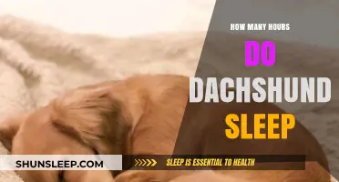 Understanding Dachshund Sleep Patterns: How Many Hours Do They Need?