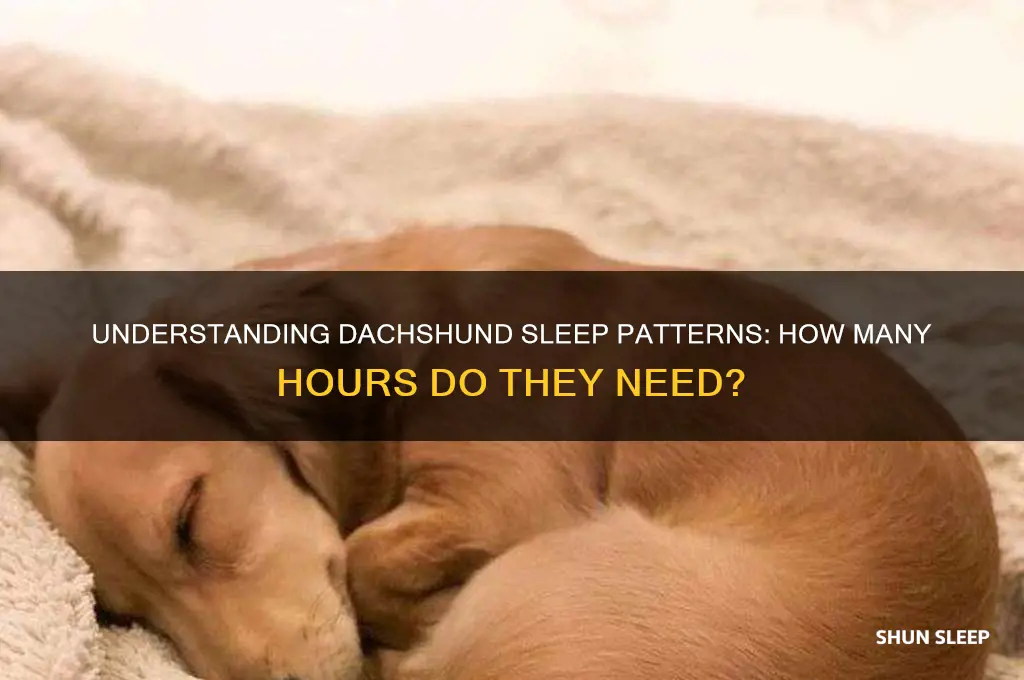 how many hours do dachshund sleep