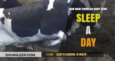 Understanding Dairy Cows' Daily Sleep Patterns and Rest Requirements