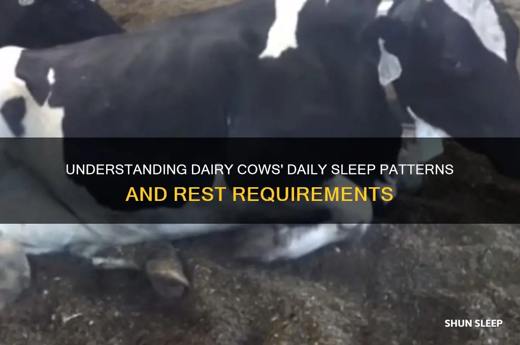 how many hours do dairy cows sleep a day