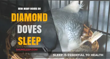 Diamond Dove Sleep Patterns: Unveiling Their Resting Hours and Habits