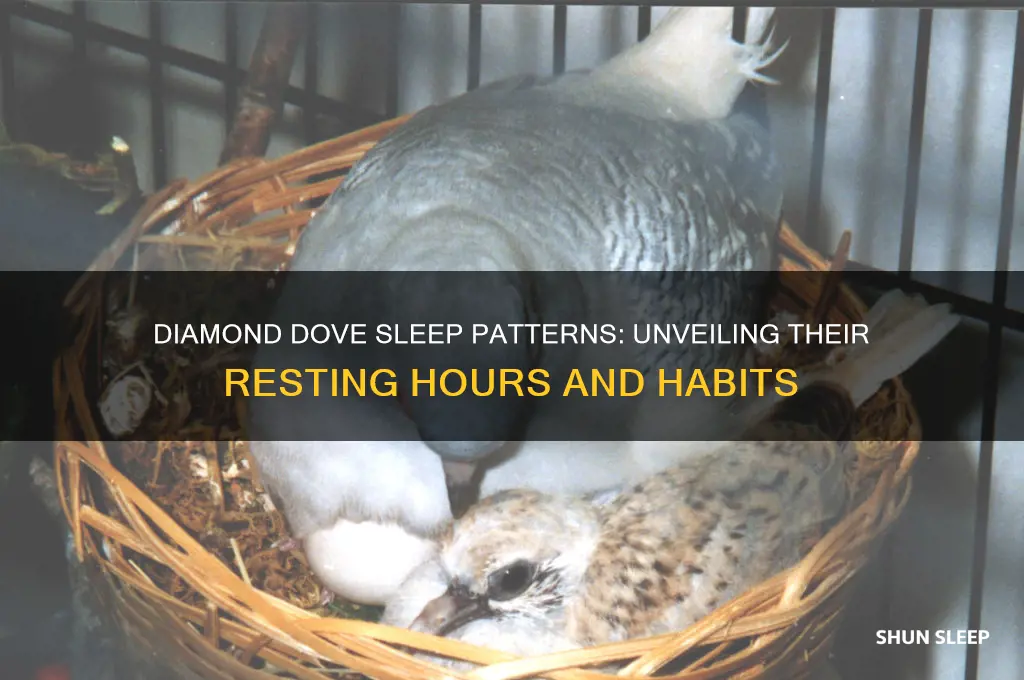 how many hours do diamond doves sleep