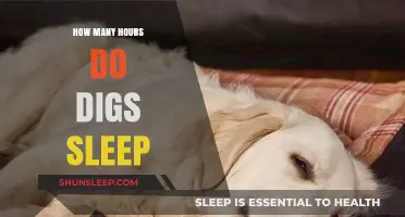Understanding Your Dog's Sleep Patterns: Hours and Restful Habits
