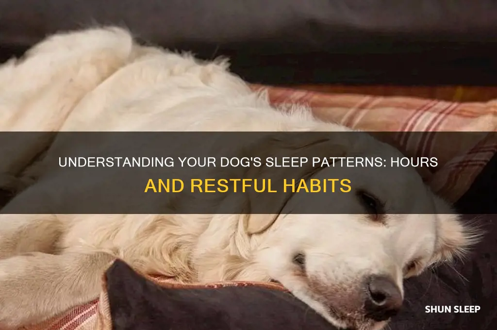 how many hours do digs sleep