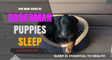 Understanding Doberman Puppy Sleep Patterns: How Many Hours Do They Need?