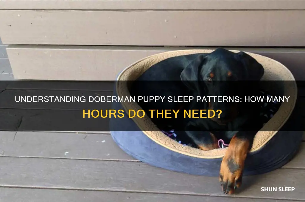 how many hours do doberman puppies sleep