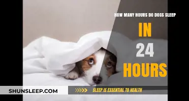 Understanding Canine Sleep Patterns: A 24-Hour Guide