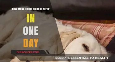 Understanding Canine Sleep Patterns: A Guide to Doggy Dreams