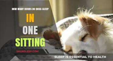 Understanding Your Dog's Sleep Patterns: Hours in One Sitting