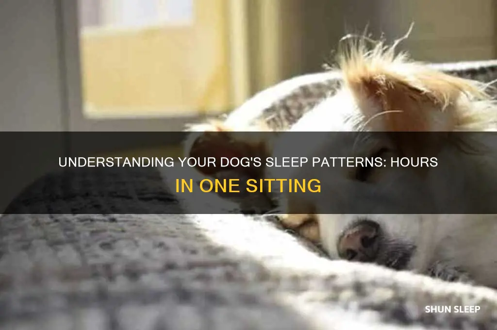 how many hours do dogs sleep in one sitting
