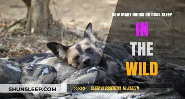 Wild Dogs' Sleep Patterns: Understanding Their Resting Hours in Nature