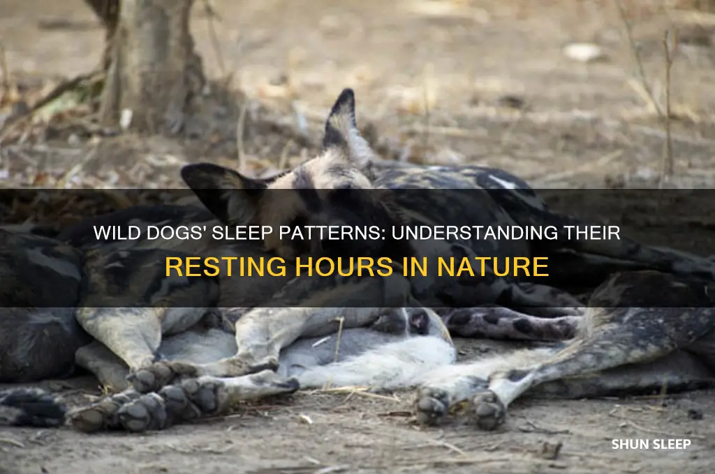 how many hours do dogs sleep in the wild