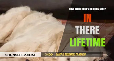 Understanding Your Dog's Lifetime Sleep Patterns and Restful Hours